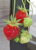 [photo, Strawberries, Baltimore, Maryland]
