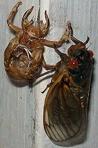 [photo, Cicada (Cicadoidea) and its exuvia (exoskeleton) Baltimore, Maryland]