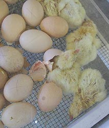 [photo, Eggs & newly hatched chicks, Cow Palace, Maryland State Fairgrounds, 2200 York Road, Timonium, Maryland]